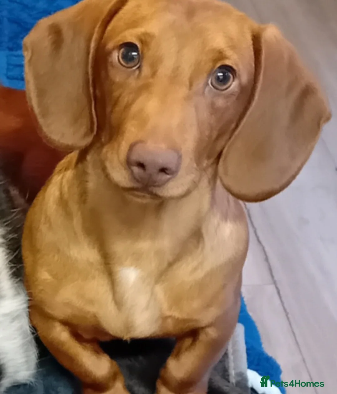 Dachshund dogs for sale: 8 month old beautiful William - Advert 1