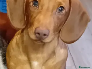 Dachshund dogs 8 month old beautiful William - Advert 9