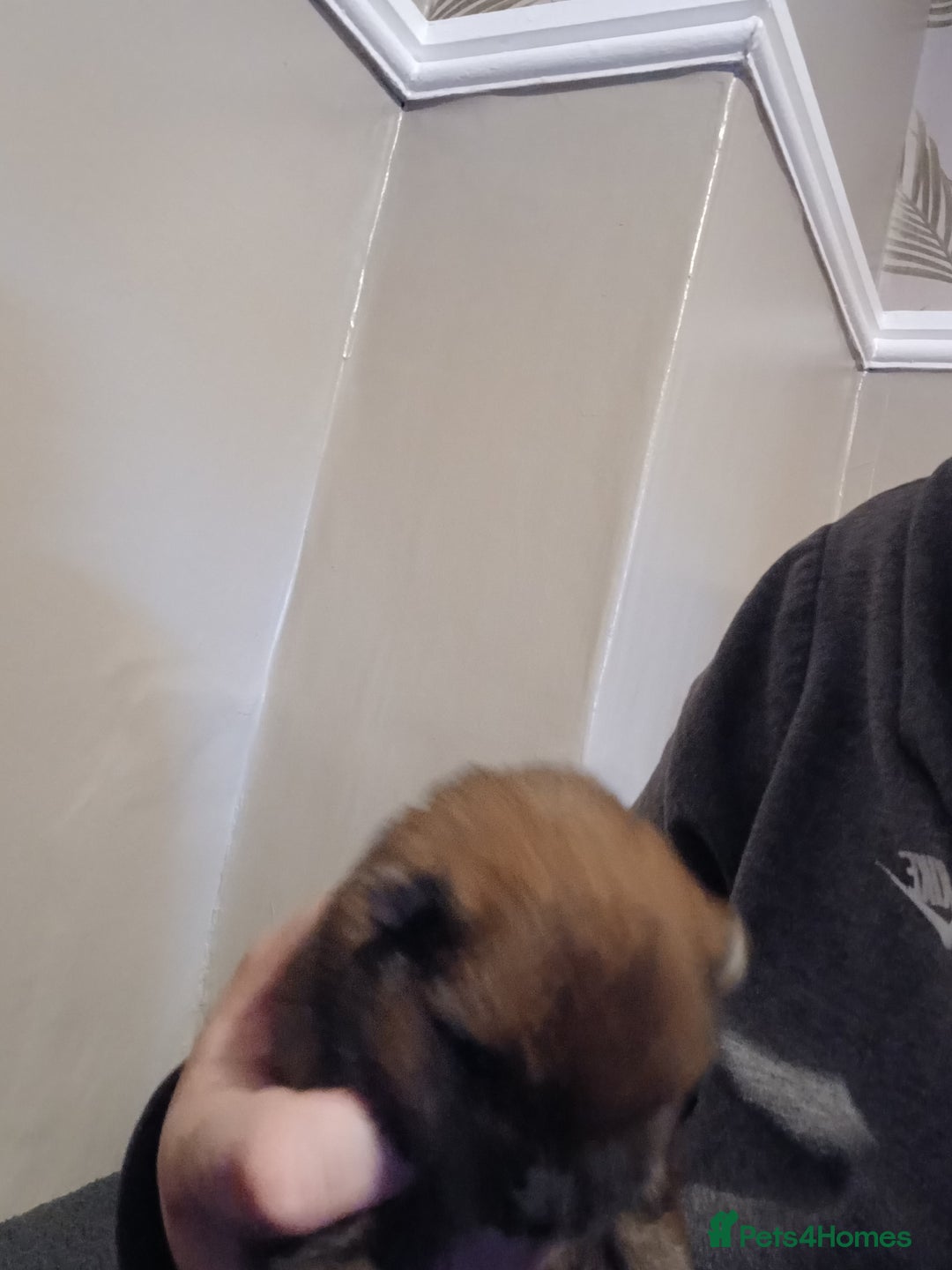 Pomeranian dogs for sale: Pomerian pups  - Image 13