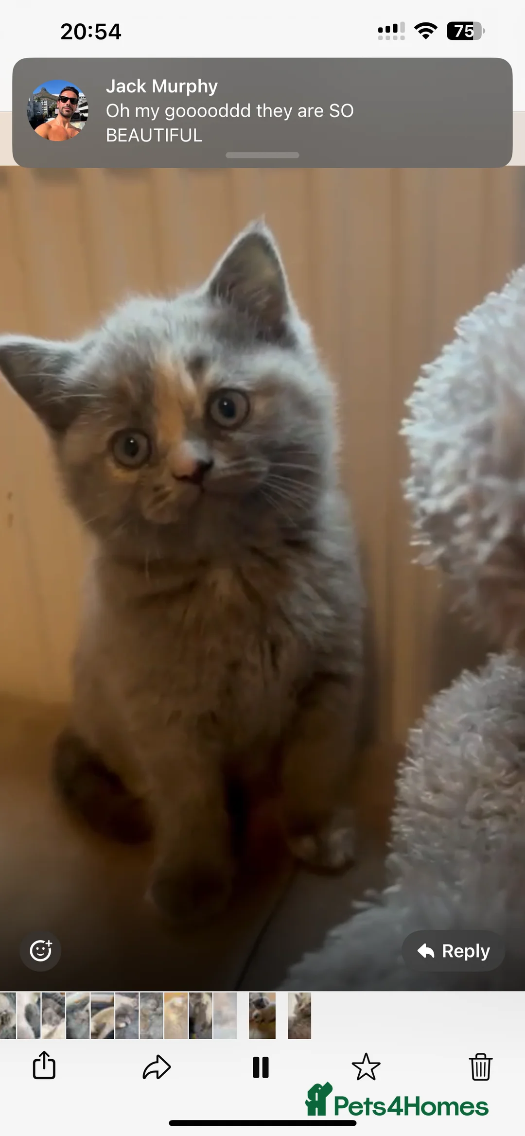 Scottish Fold cats for stud: FOLD AVAILABLE FOR STUD MANCHESTER THIS WEEK  in Salford - Advert 12