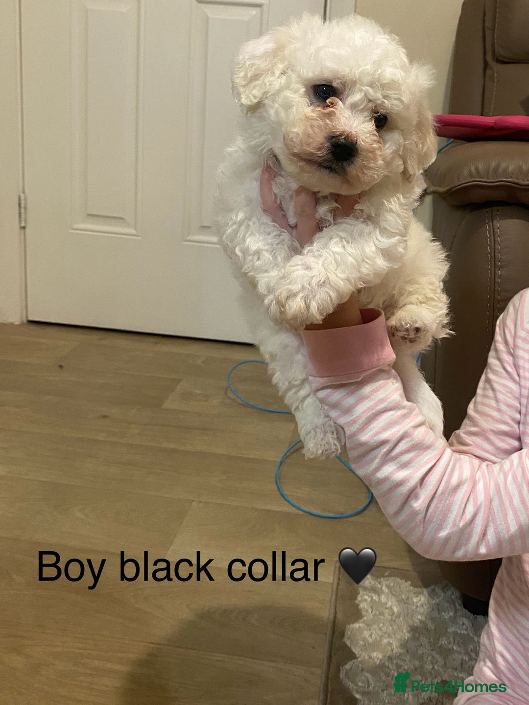 Bichon Frise dogs for sale: Beautiful Bichon frise puppies - Advert 10