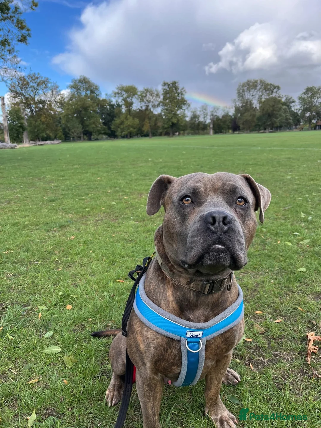 Mixed Breed dogs for adoption: Gorgeous Mastiff Cross Available for Adoption  - Advert 1