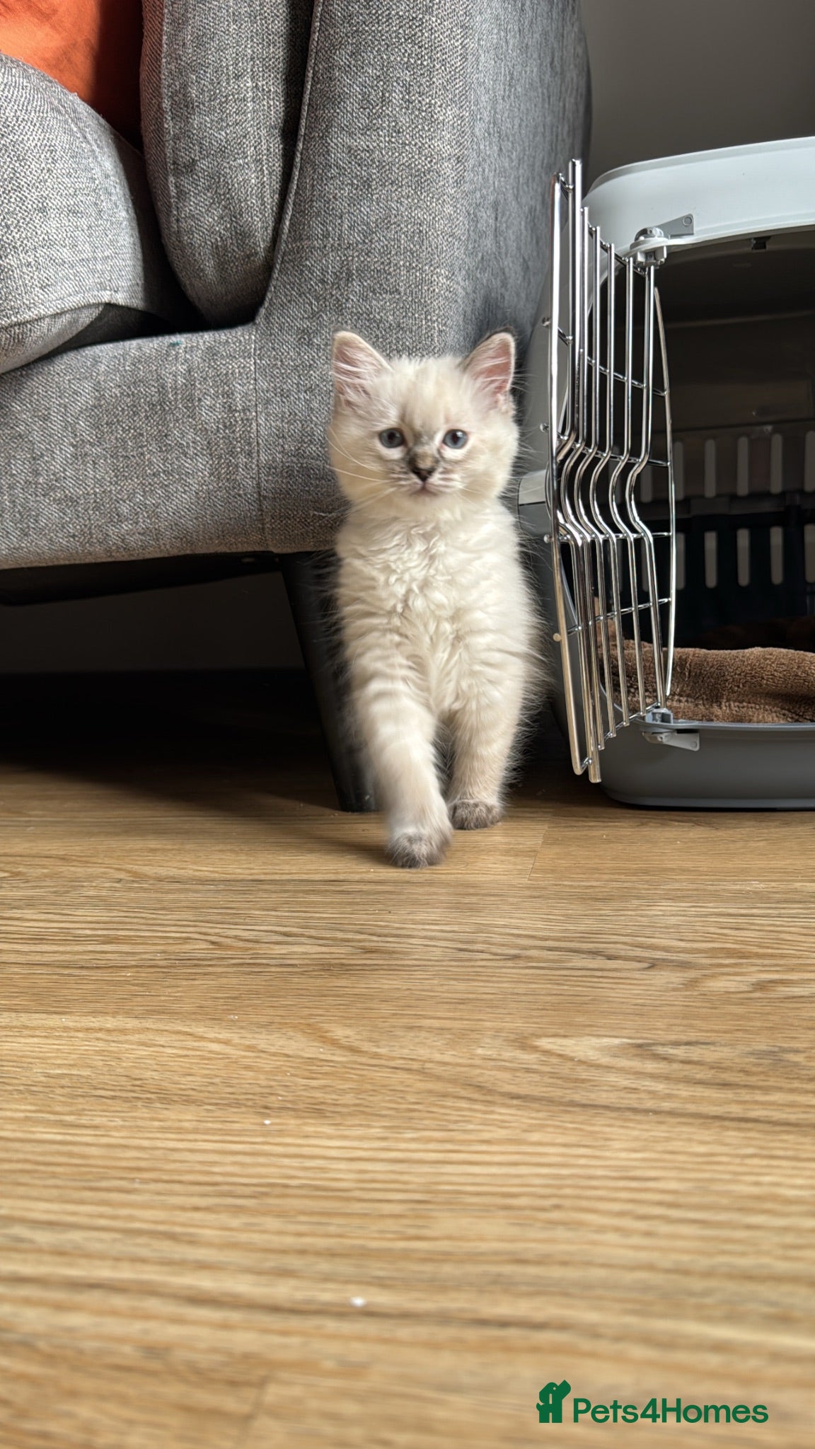 Ragdoll cats Female ragdoll kitten  - Advert 1
