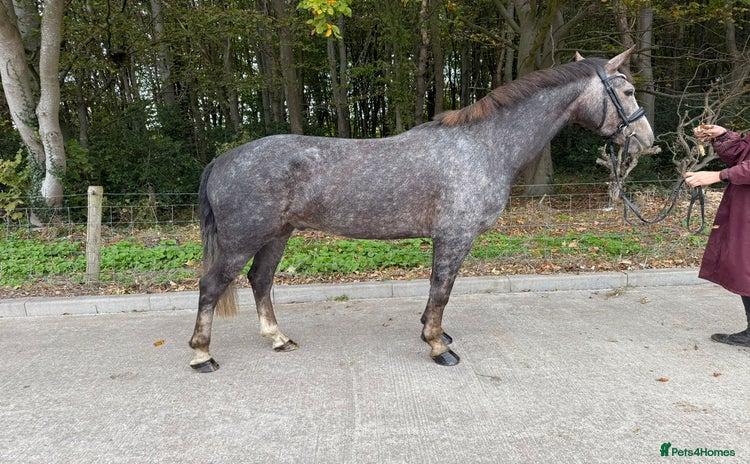 Connemara horses - Advert 3