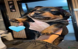 Rottweiler dogs for sale: Rottweiler puppy - Image 4