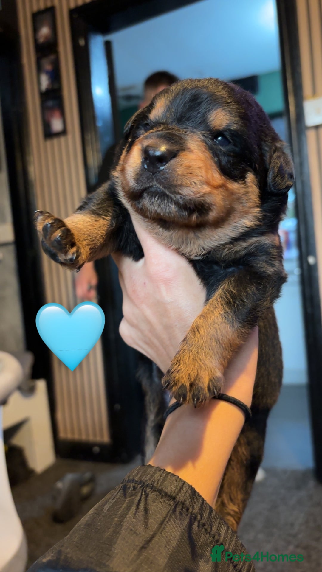 Rottweiler dogs for sale: Rottweiler puppy - Image 4