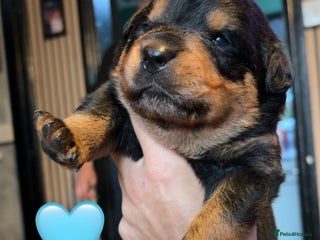 Rottweiler dogs - Advert 21