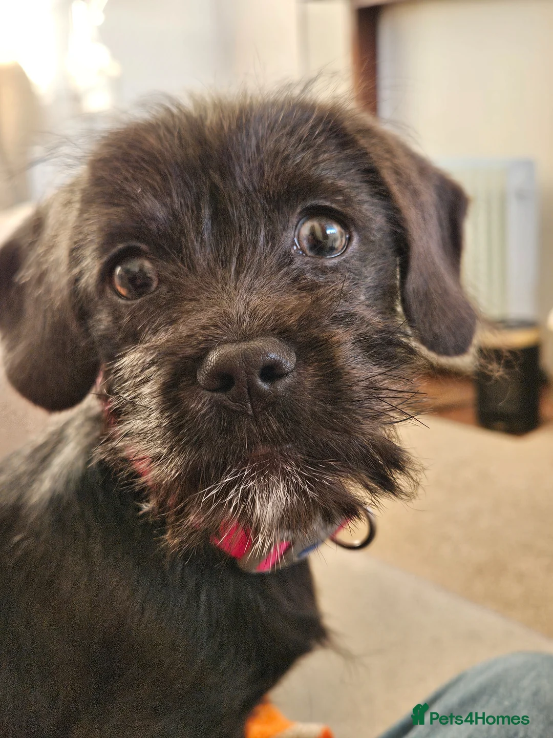 Mixed Breed dogs for sale: Schweenie in Ledbury - Advert 1