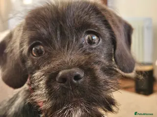 Mixed Breed dogs Schweenie - Advert 2