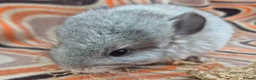 Chinchilla rodents for sale: Variety of chinchillas babys and adults - Advert 17