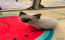 Ragdoll cats for sale: Cinnamon lynx ragdoll RARE  - Image 17