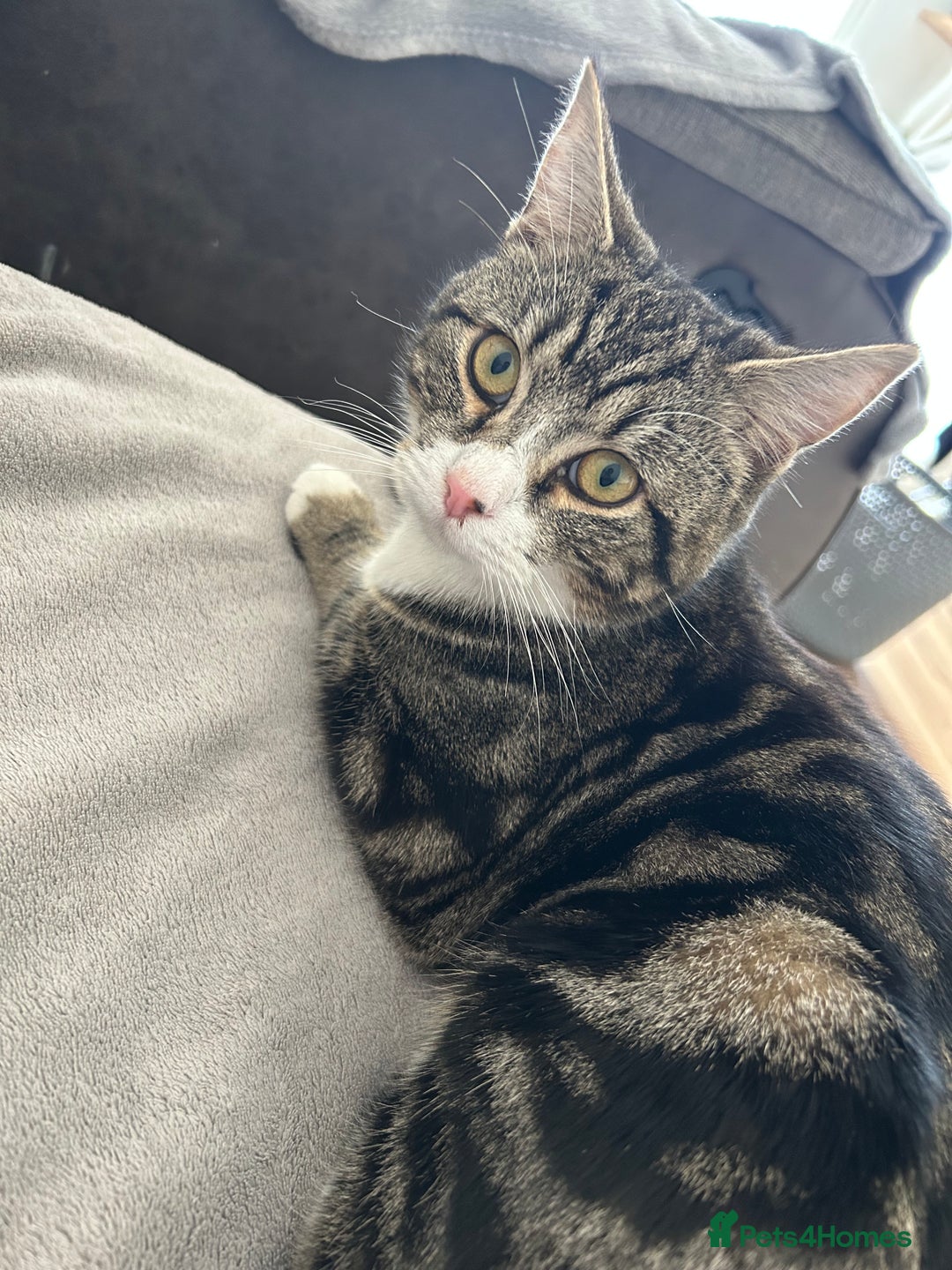 Domestic Shorthair cats for sale: Stanley  - Advert 5