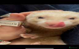 Ferret rodents for sale: 2 Jills to rehome ! - Image 2