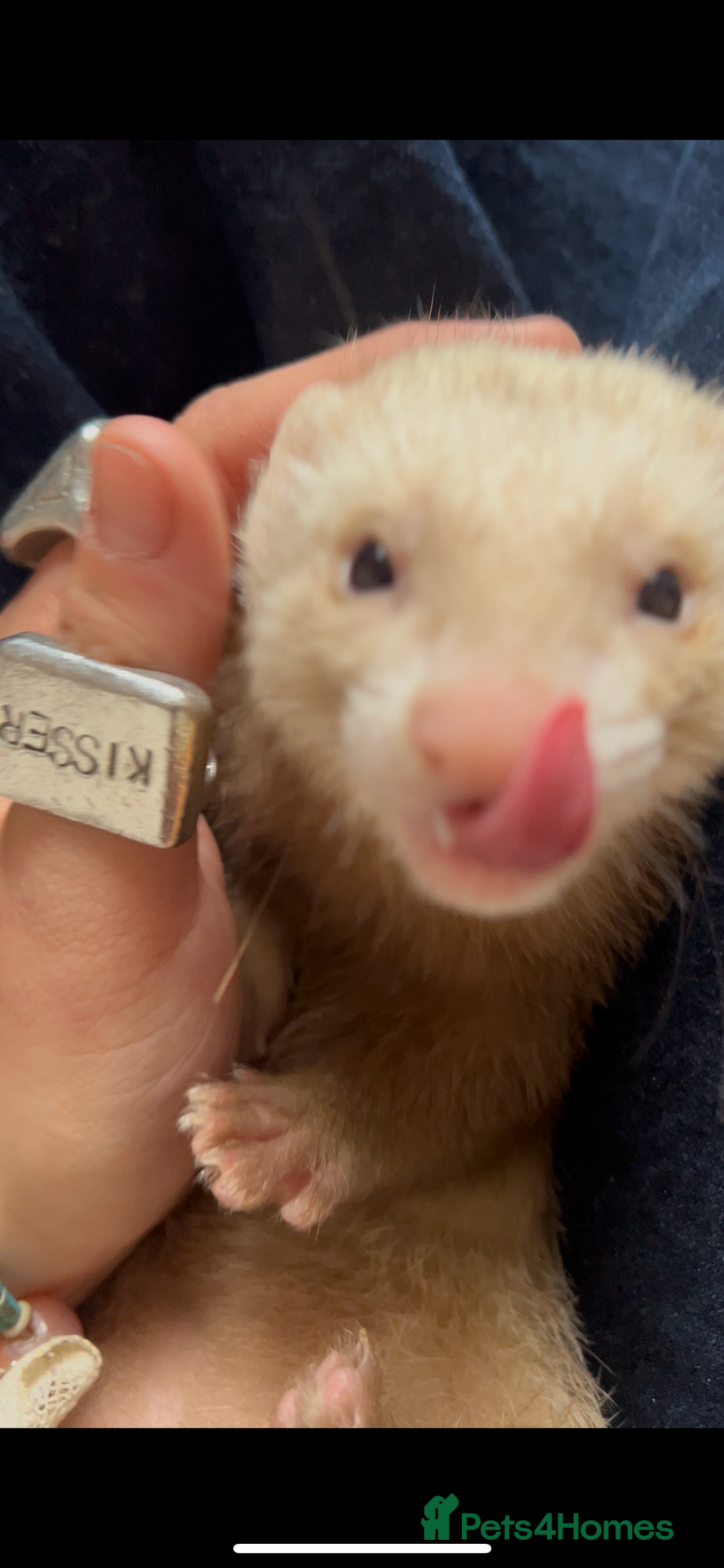 Ferret rodents for sale: 2 Jills to rehome ! - Image 2