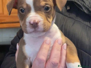 Mixed Breed dogs - Advert 16