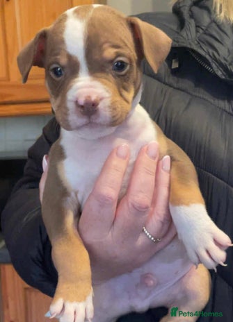 Mixed Breed dogs - Advert 2