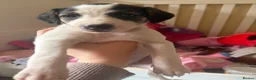 Mixed Breed dogs for sale: 5 mixed breed puppies. Brown pup is reserved. - Advert 8