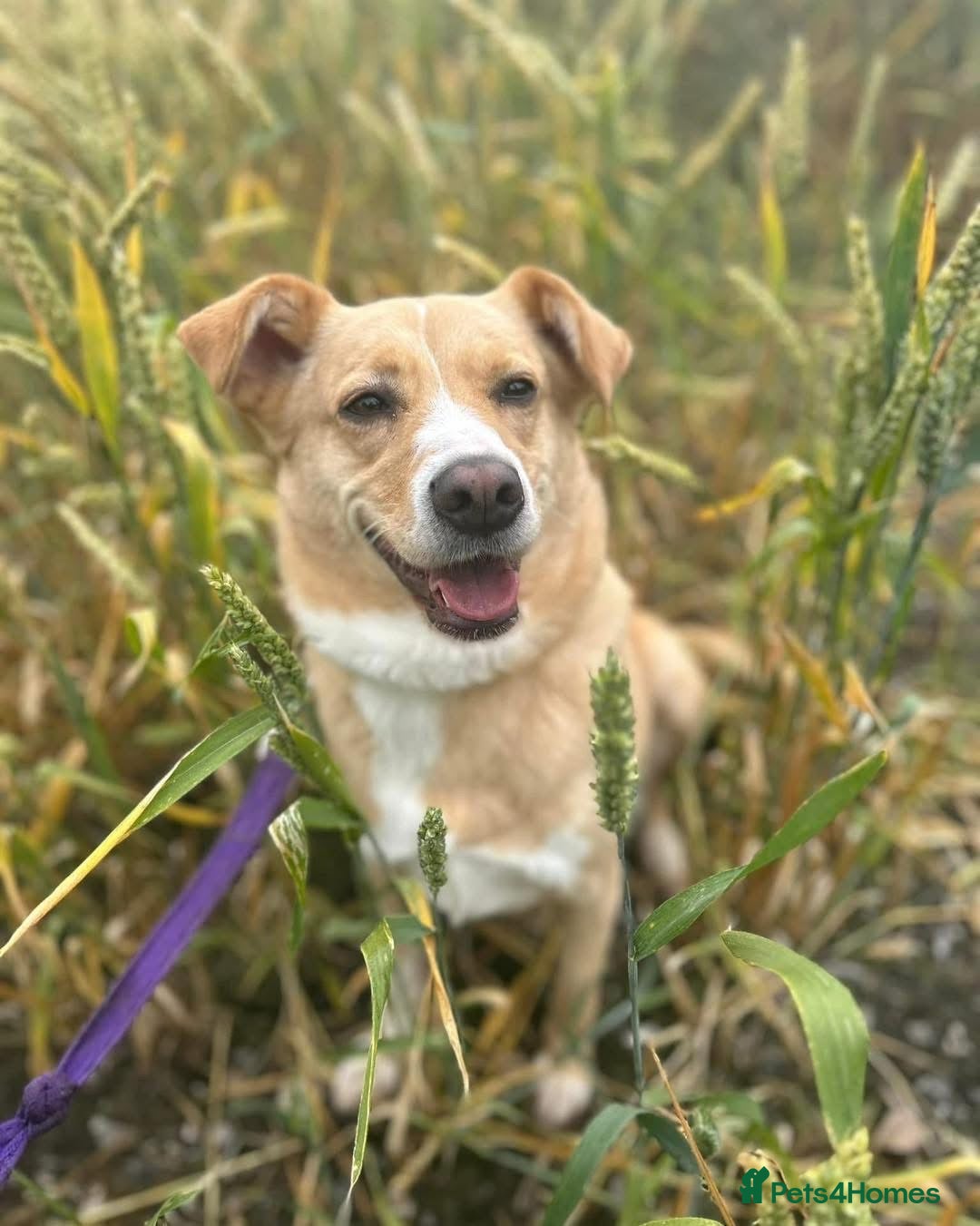 Mixed Breed dogs for adoption: Ava - over 1000 days in kennels 💔 - Advert 2