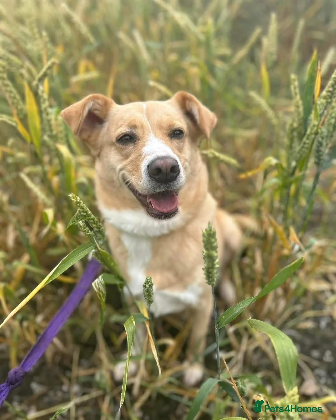 Mixed Breed dogs for adoption: Ava - over 1000 days in kennels 💔 - Advert 2