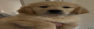 Golden Retriever Puppy 1