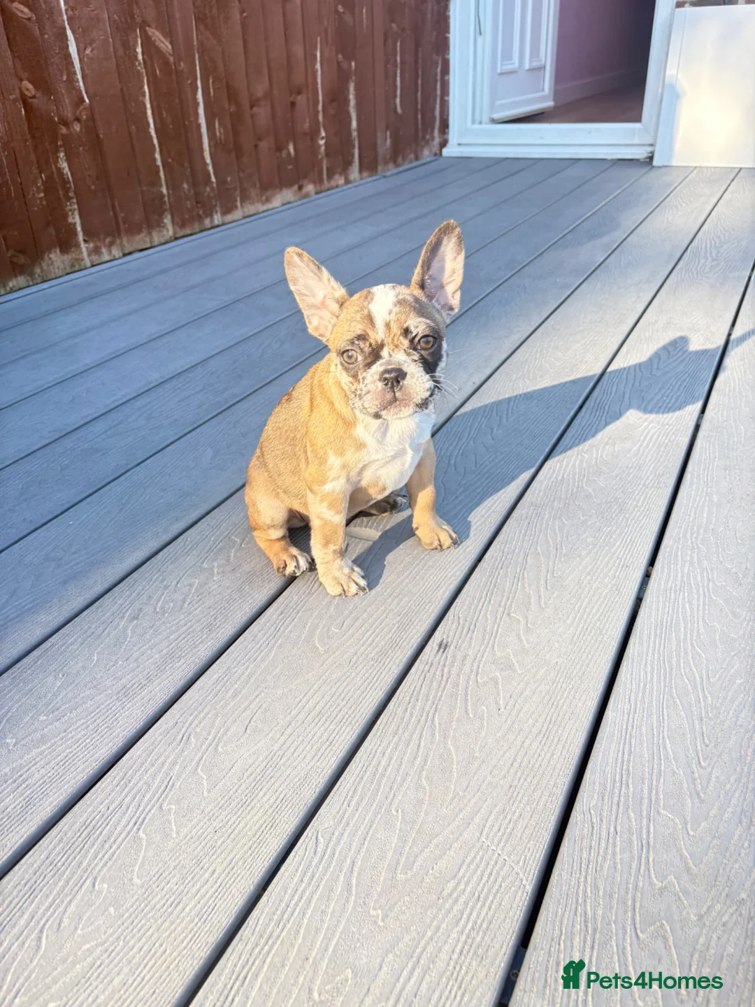 French Bulldog dogs for sale: French bulldog pups (rare colours)  - Advert 2