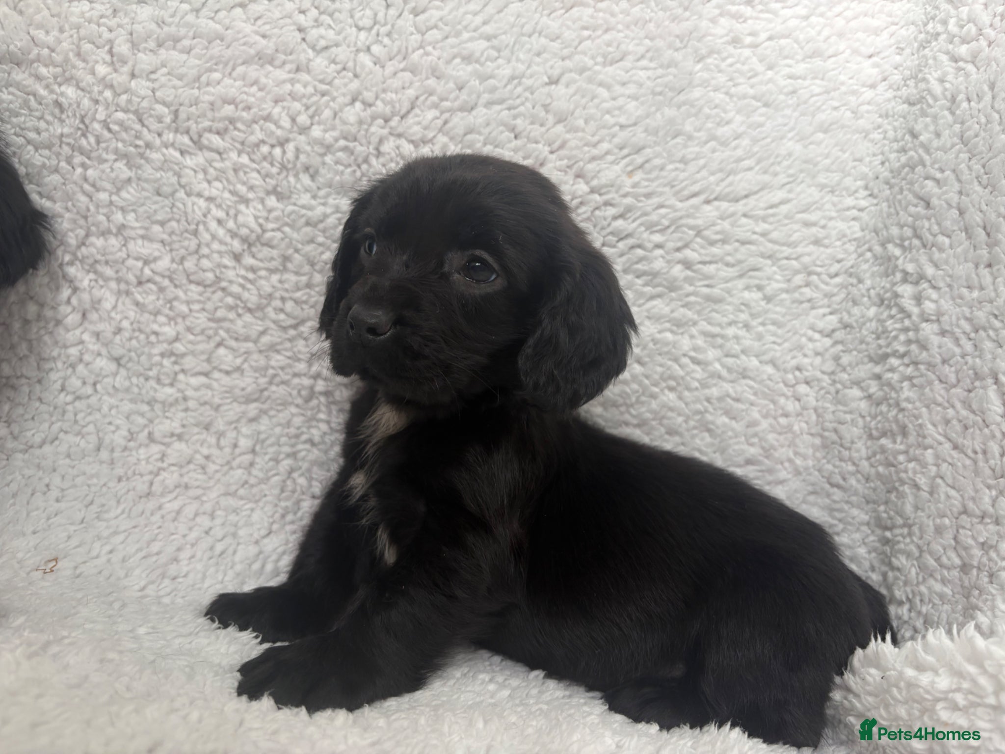Mixed Breed dogs Cocker spaniels x puppies  - Advert 1