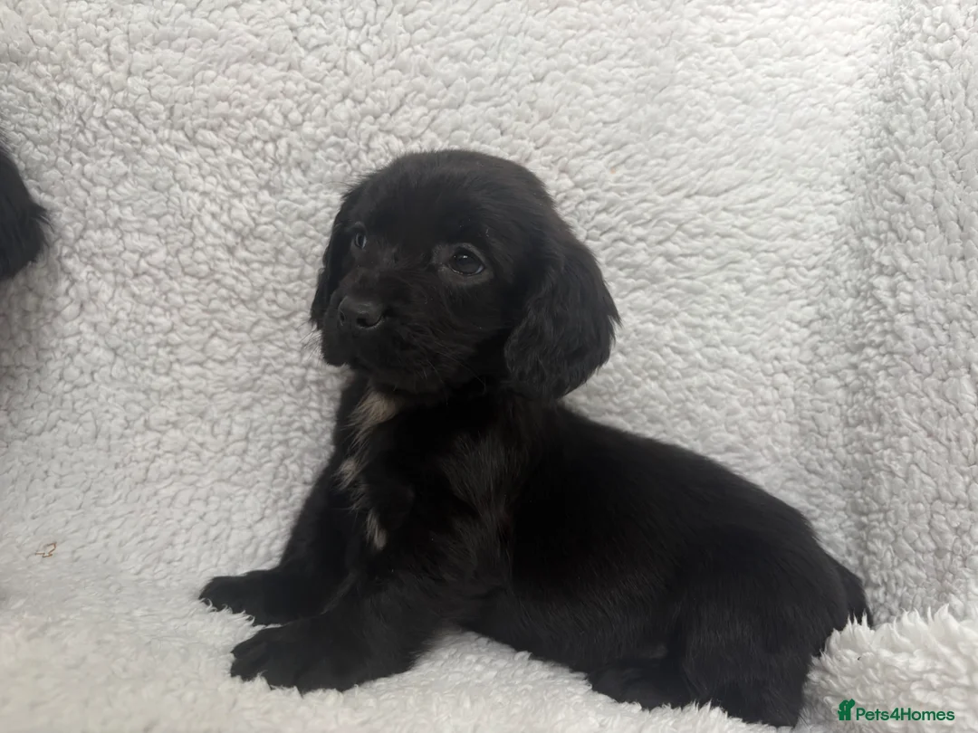 Mixed Breed dogs for sale: Cocker spaniels x puppies  - Advert 2