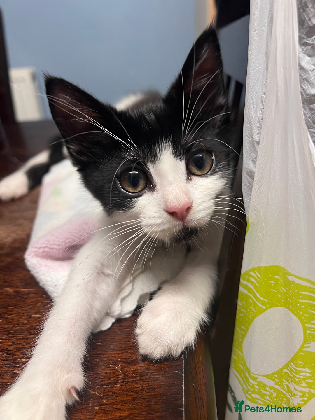 Domestic Shorthair cats for sale: Four 11 week old kittens - Image 5