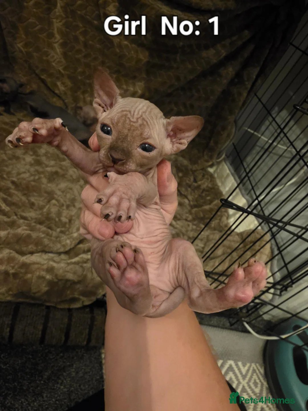 Sphynx cats for sale: TICA Registered Sphynx Kittens - Advert 9