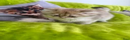 British Longhair cats for sale: Pure Bread British Longhair and Shorthair kittens - Advert 15