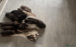 Ragdoll cats for sale: Beautiful Ragdoll Tortishell Kittens for sale! - Image 4