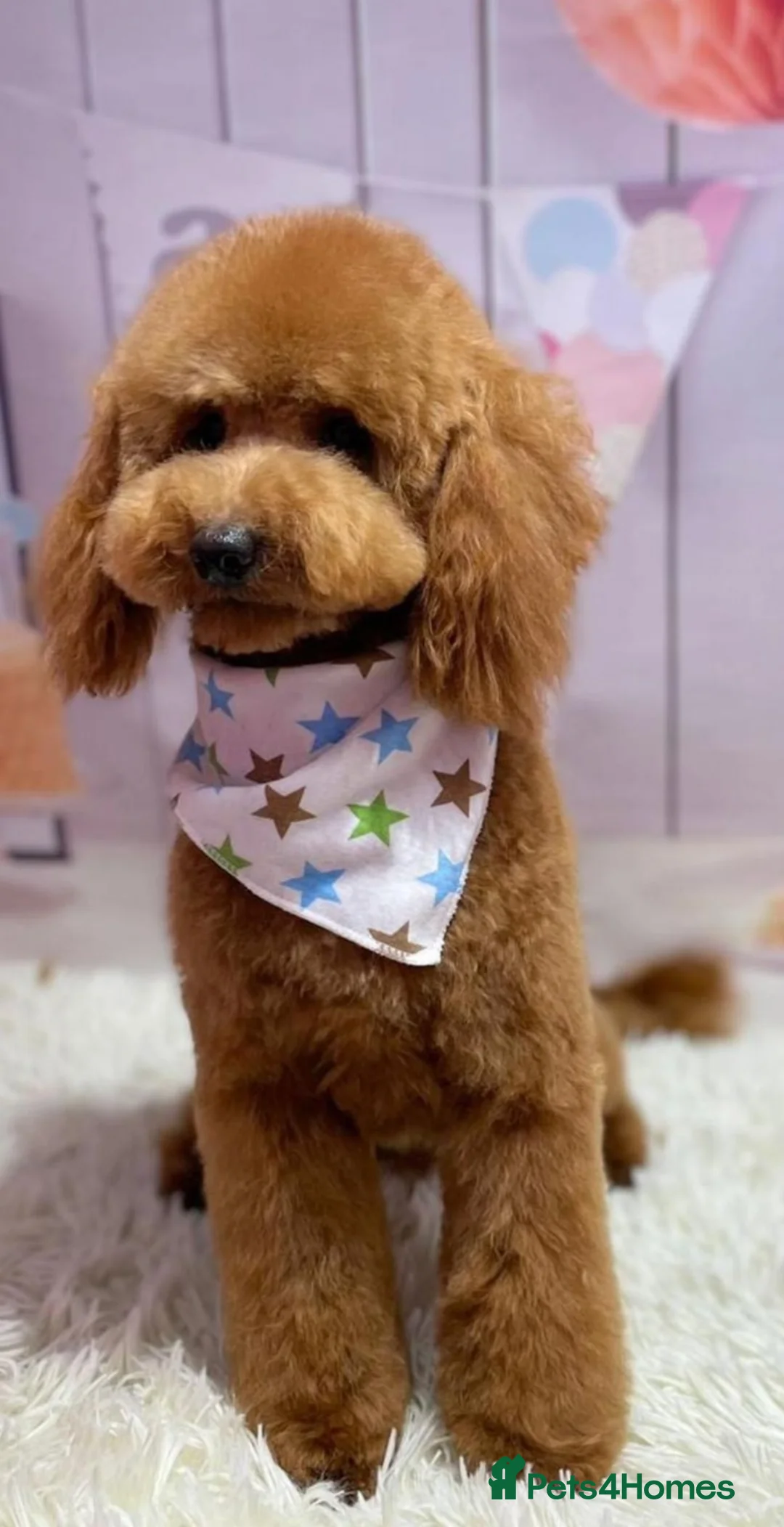 Maltipoo dogs for sale: Maltipoo waitlist open  in Kingston upon Thames - Advert 3