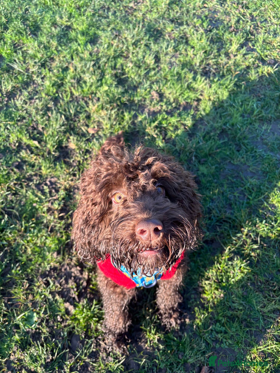 Cockapoo dogs for stud: Cockapoo for stud (not for sale ) - Advert 3