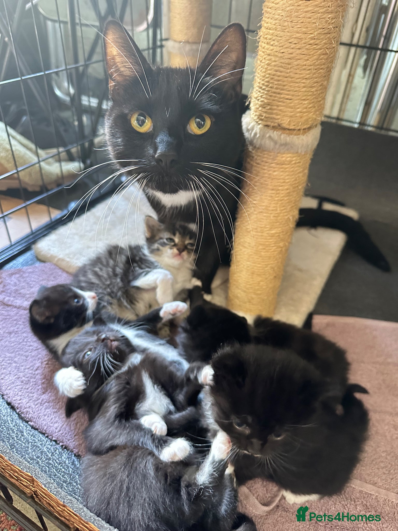 Mixed Breed cats 4 adorable Toxedo kittens! - Advert 1