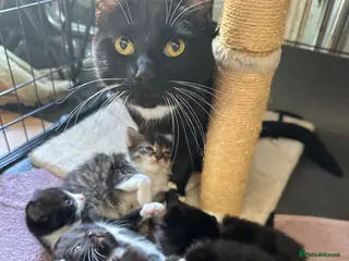 Mixed Breed cats 4 adorable Toxedo kittens! - Advert 1