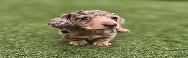 Miniature Dachshund 4