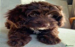 Cockapoo dogs for stud: Proven F/F Red Cockapoo DNA Tested - For Stud in Coventry - Image 14