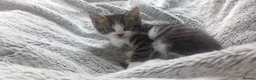 European cats for sale: 2 Beautiful Boy Tabby's  - Advert 20