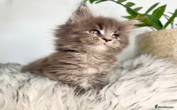 Maine Coon cats for sale: Champions - Bloodline Purebred Maine Coon Kittens  - Image 9