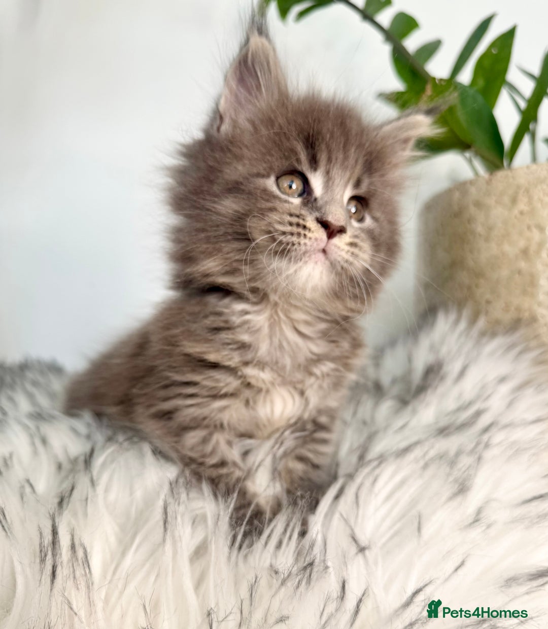 Maine Coon cats for sale: Champions - Bloodline Purebred Maine Coon Kittens  - Image 9