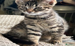 Mixed Breed cats for sale: Beautiful half Maine coon kittens  in Brighton - Image 1
