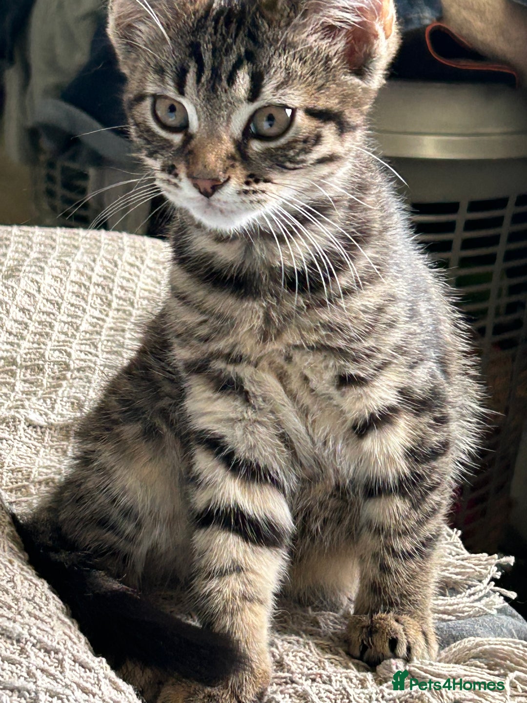 Mixed Breed cats for sale: Beautiful half Maine coon kittens  in Brighton - Image 1