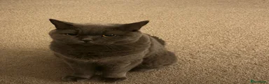 British Shorthair 2