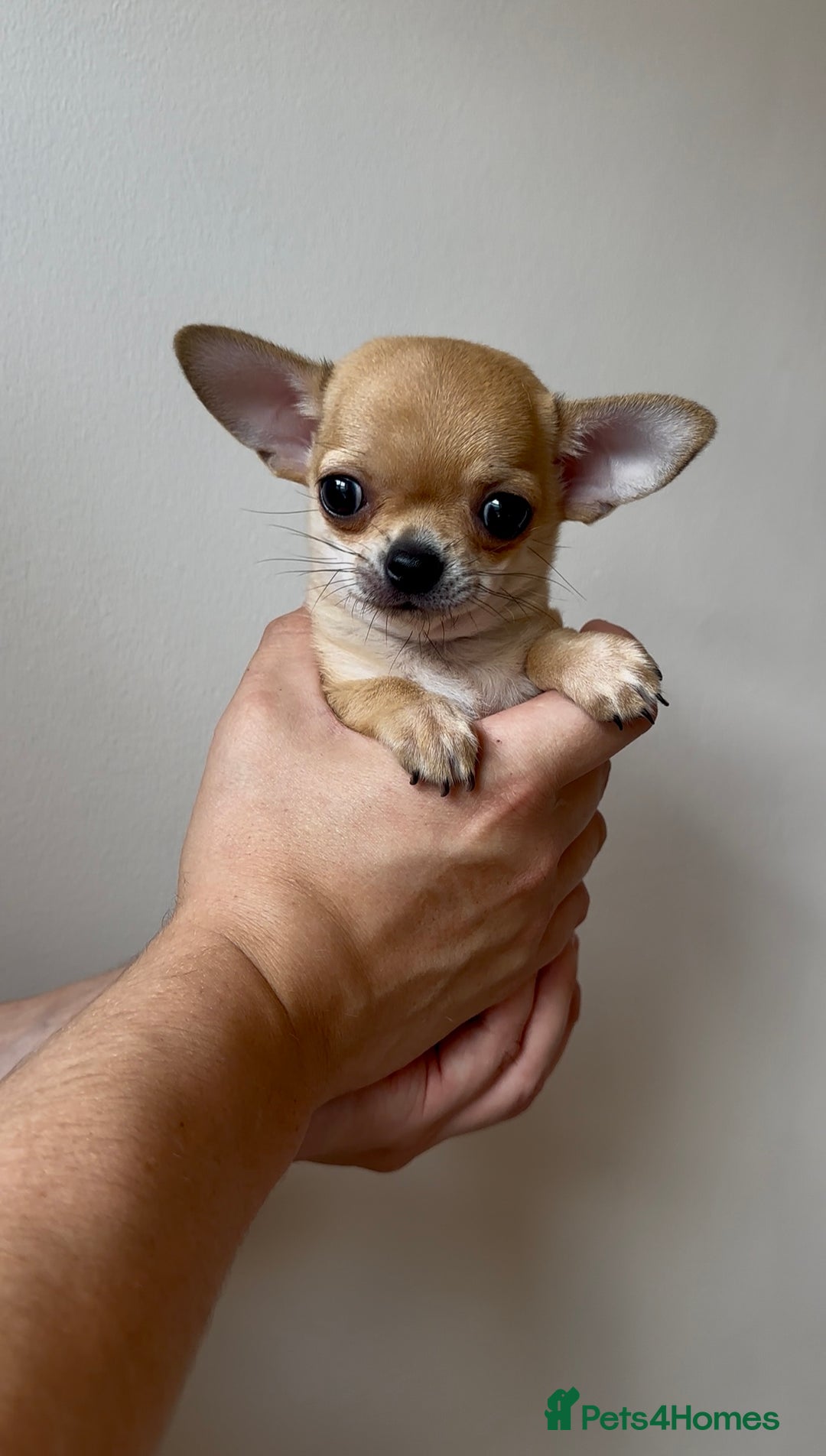 Chihuahua dogs for sale: ADORABLE SUPER TINY CHIHUAHUA PUPPIES - Image 8