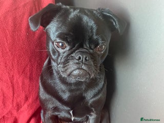 Pug dogs for sale: Lovely pug - Advert 1