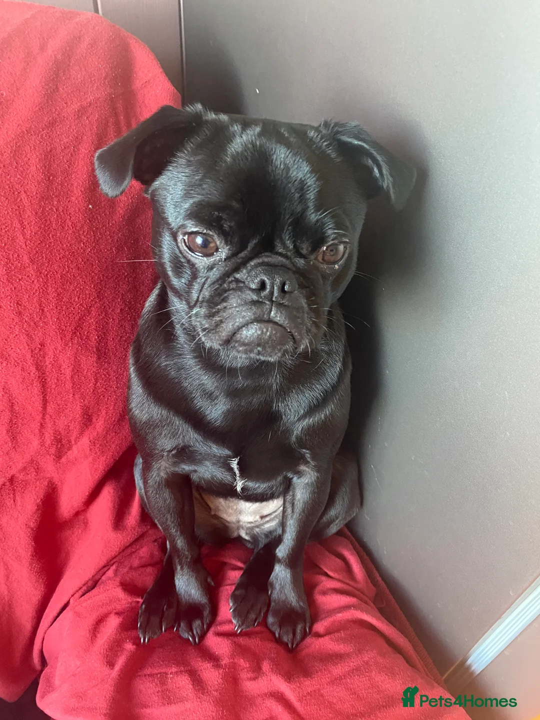 Pug dogs for sale: Lovely pug - Advert 1