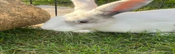 Mixed Breed rabbits for sale: Cute male baby bunny for sale (19 weeks) in Southampton - Advert 3