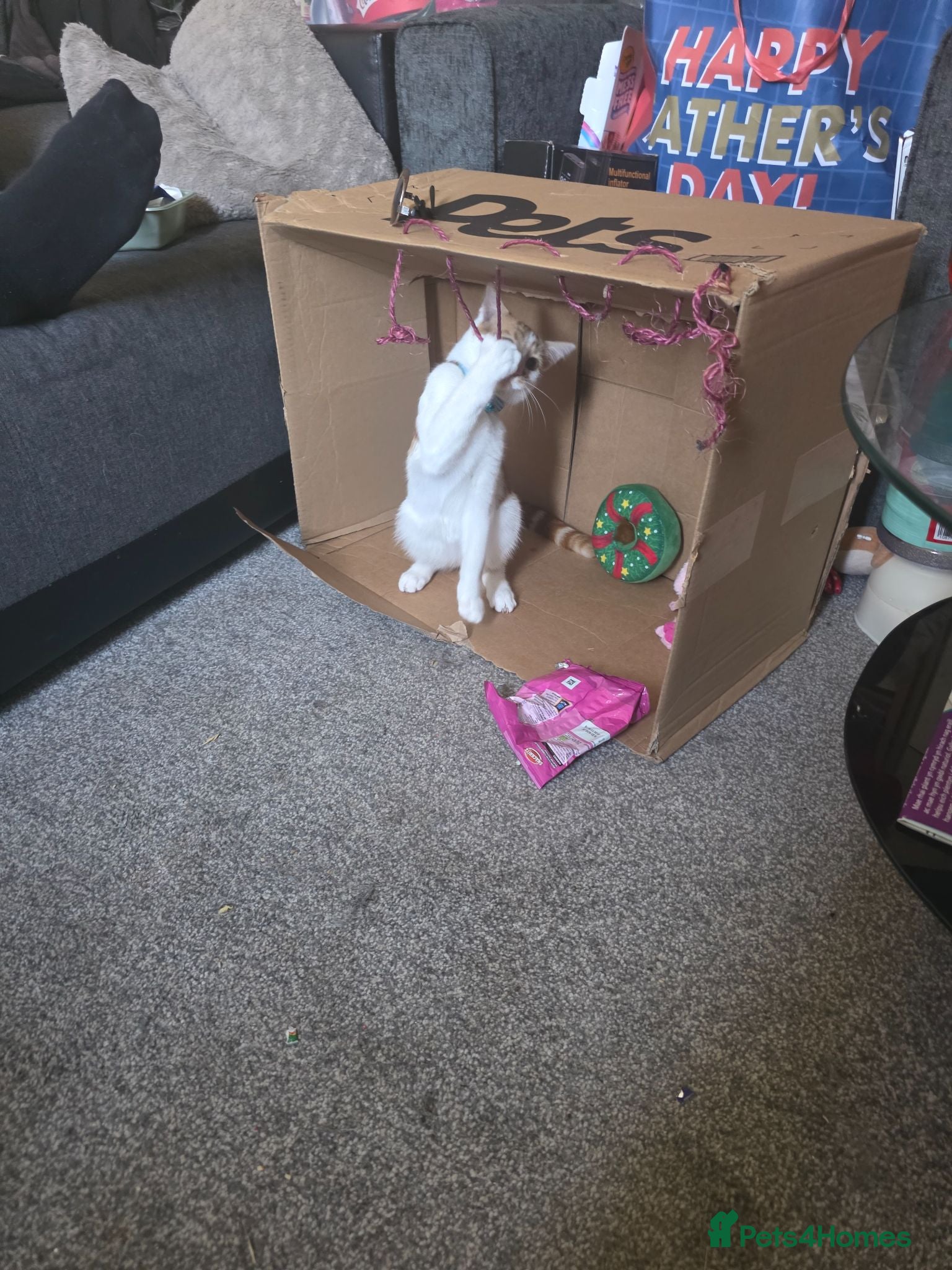 Mixed Breed cats for sale: Beautiful kittens! One boy left!  - Advert 2