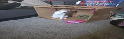 Mixed Breed cats for sale: Cute kittens! Beautiful litter! Home checks!  - Advert 7