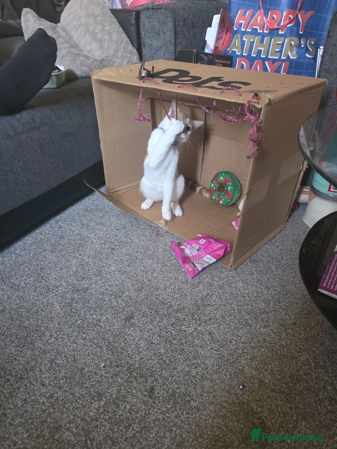 Mixed Breed cats for sale: Beautiful kittens! One boy left!  - Advert 1